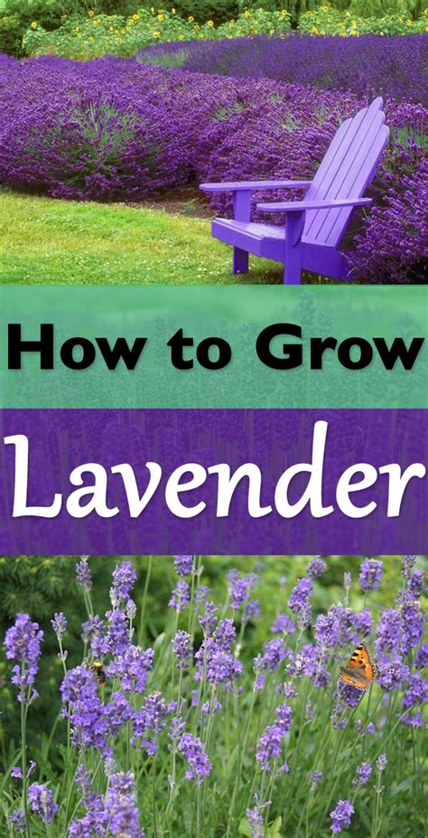 lv lvrender|Lavender: How to Grow and Care for Your Plant Year.